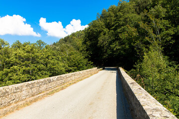 Beautiful country road with trees and maquis bushes in nature, Corsica France