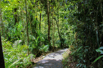 path in the forest