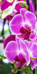 Fototapeta na wymiar Bright pink delicate, exquisite orchids