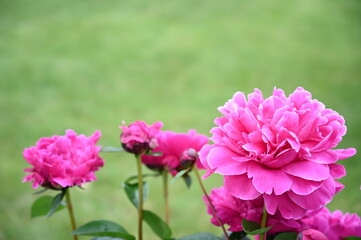 Pink peonies on green background in the summer garden.