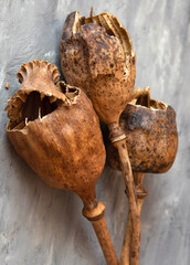 Homemade grown poppy heads, opened head. Used poppy heads