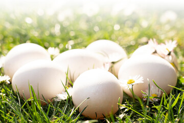 white eggs in the grass with easy