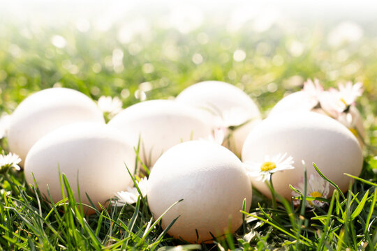 White Eggs In The Grass With Easy