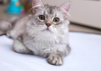 A very beautiful, white and gray kitten of the Scottish breed with brown eyes. He lies thereon on a white and looks on you. Wallpaper, postcard, puzzle, notebook. Soft focus.