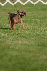 Border Terrier walking on field of grass