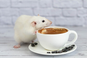 A cute and funny little white decorative rat sits next to a coffee cup. Morning breakfast.