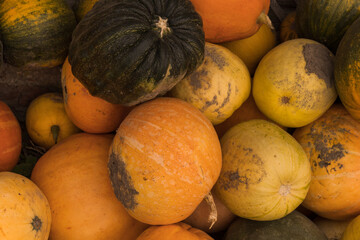 pile of pumpkins