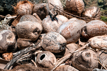 Fototapeta na wymiar close up of coconuts 