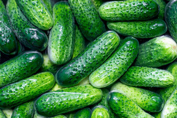 fresh cucumber from the garden, cucumbers in water,
cucumbers in a market