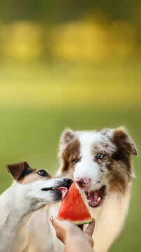 Two dogs eating watermelon