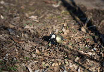A great tit walking over the ground looking for food
