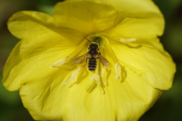Leafcutter bee (Megachile) of the family mason bees (Megachilidae) on the flower of common evening-primrose (Oenothera biennis) of the evening primrose family (Onagraceae) Dutch garden. June, Holland