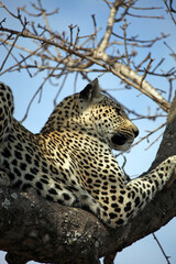 Leopard on watch in a tree, South Africa
