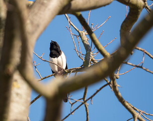 A bird sits on tree at spring in jena