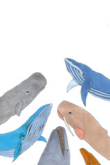 composition of different types of whales such as blue whale, cachalot, narwhal, white whale. illustration with markers. Picture for a postcard, souvenir, decor © Jobysa