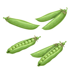 Green peas set. Eco farm fresh food. Sweet green pea pods. Closed and open. Vector illustrations isolated on white.