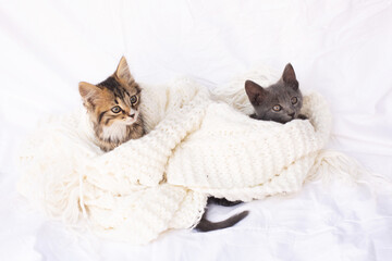 Two Cute tabby kittens on white knitted scarf.