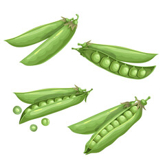 Green peas set. Eco farm fresh food. Sweet green pea pods collection. Closed and open. Vector illustrations isolated on white.