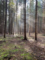 Obraz premium footpath in the woods