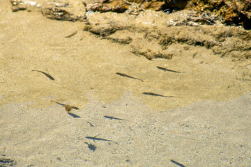 Transparent fish and their shadows seen in tide pool near Broulee Beach, NSW, Australia