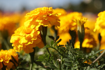 yellow flowers in spring