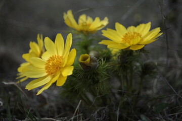 yellow flowers in the garden