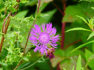 pink cornflower flower in green grass close up