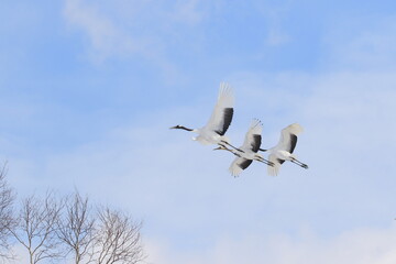 北海道鶴居村にてタンチョウの飛翔