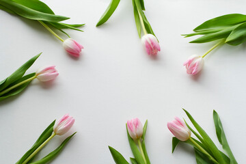 Beautiful fresh  tulips isolated on white background. Top view.	