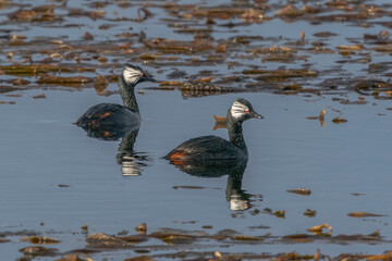 The White-tufted grebe (Rollandia rolland)