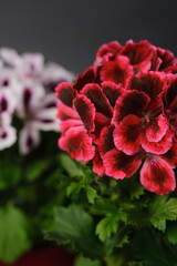 Beautiful red and pink pelargonium geranium plant in red pot.