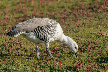 The Upland Goose or Magellan Goose (Chloephaga picta)
