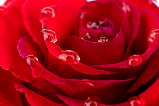 Rose close-up with water drops on the petals. Macro photography Beautiful flower for background. Nature concept.