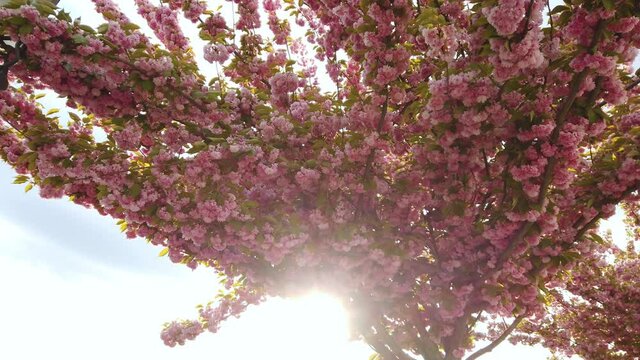 Cherry branch with flowers in spring bloom at Toth Arpad Lane, Budapest - Hungary