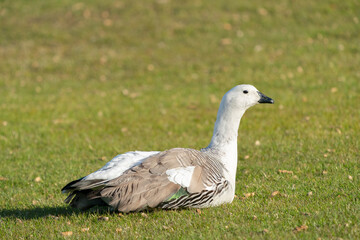 The Upland Goose or Magellan Goose (Chloephaga picta)