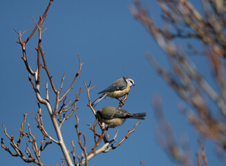 Two bluetit sit on a tree at spring in Jena