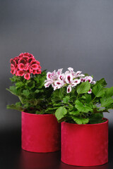 Beautiful red and pink pelargonium geranium plant in red pot.