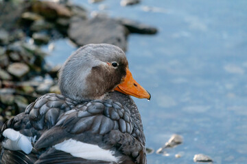 The Falkland Steamer Duck (Tachyeres brachypterus)