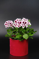 Beautiful red and pink pelargonium geranium plant in red pot.