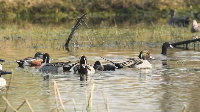 Closeup shot of Northern pintail or Anas acuta flock or family in wetland of keoladeo national park or bharatpur bird sanctuary rajasthan india