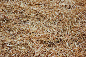yellow straw texture. in the farm