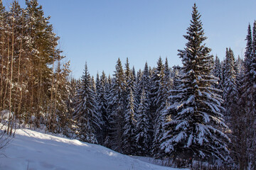 Snowy forest in Khanty-Mansiysk. Snowy forest in early spring in the North
Spring forest in the North