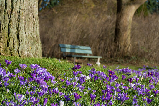 Krokusse, lila Frühlingsblumen auf einer Wiese mit Baumstämmen und einer Bank
