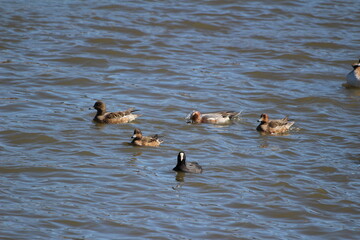 冬の川で泳ぐヒドリガモとオオバンの群れ