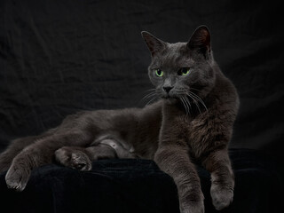 Studio portrait of relaxing dark gray cat on dark background in low key