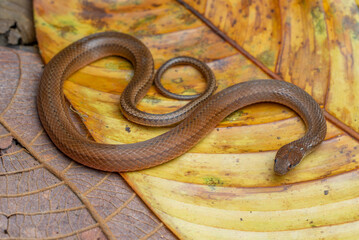 Yellowbelly Snake (Coniophanes fissidens) - Osa peninsula, Costa Rica