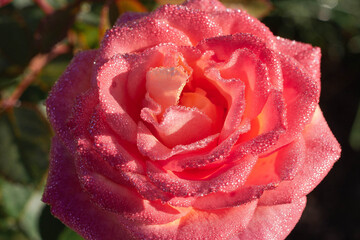 Pink rose with morning dew drops