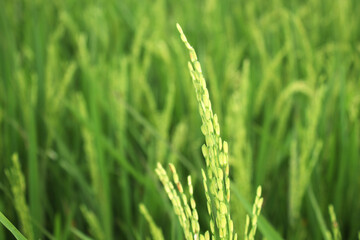 Green rice plants in paddy fields