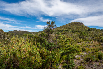 High Altitude Vegetation - Cerro de la Muerte, Costa Rica