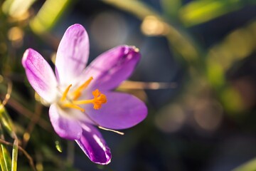 A portrait of an open purple crocus flower getting hit with some beautiful sunlight on a blurred background in a garden. The orange pestle of the flower is visible.